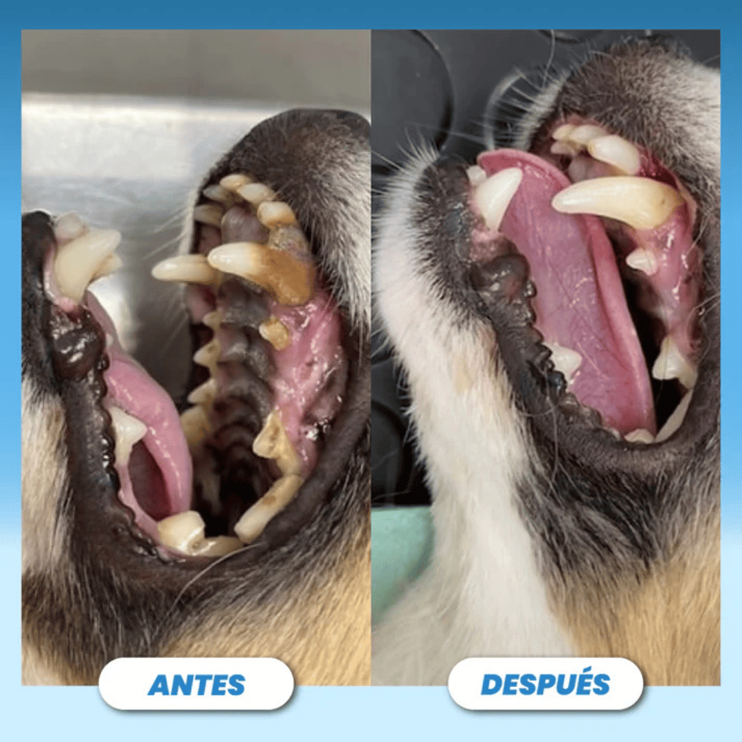 Cepillo eliminador de sarro para mascotas - Pet Tooth™